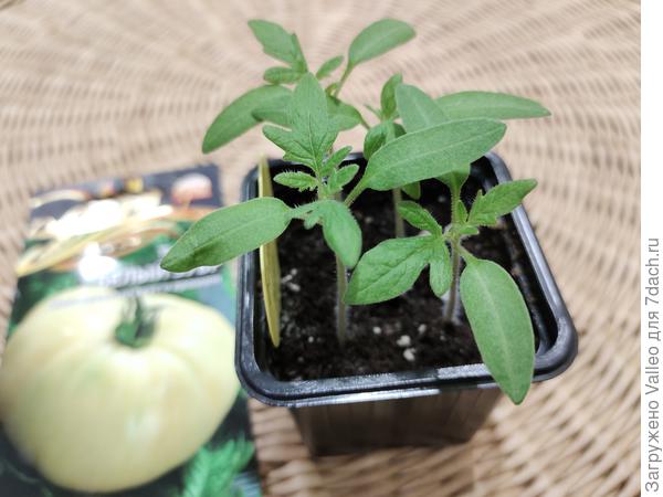 Мои подопечные