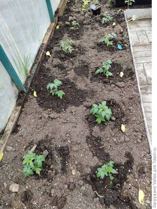 Левая сторона теплицы отдана гномам.