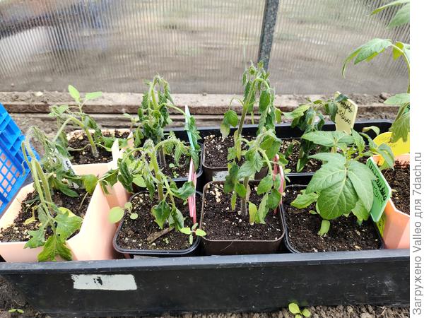 Замороженные...