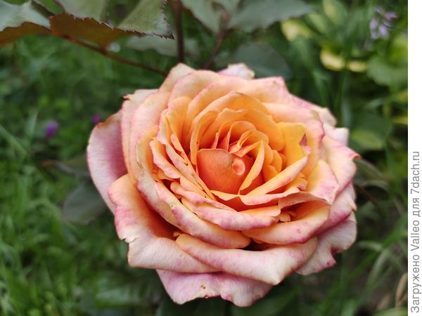 Поздравляю!