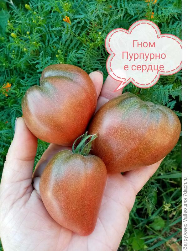 Пурпурное сердце