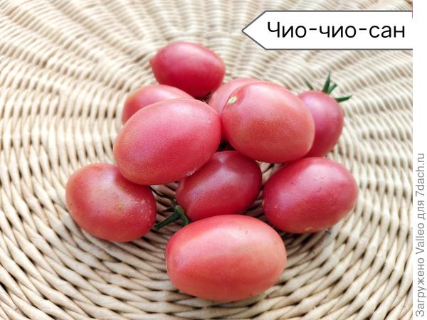 Этот томат увидела здесь, на сайте. Влюбилась и решила, что он должен быть у меня обязательно!!!