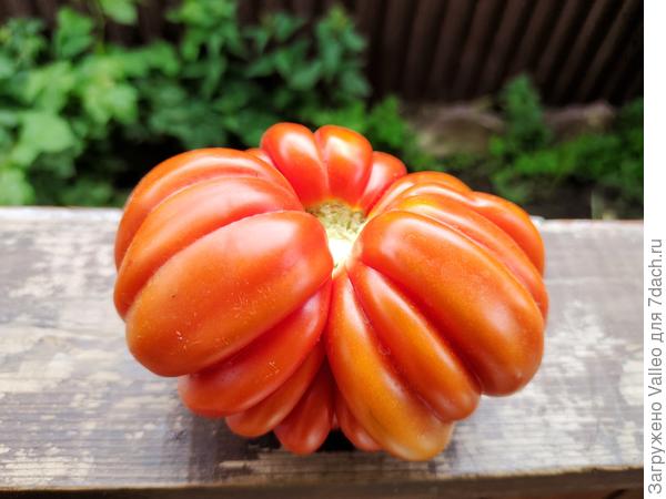 Американский ребристый