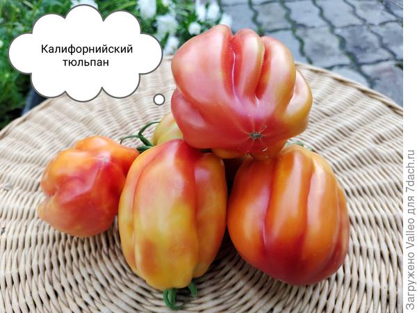 Просто красавец!