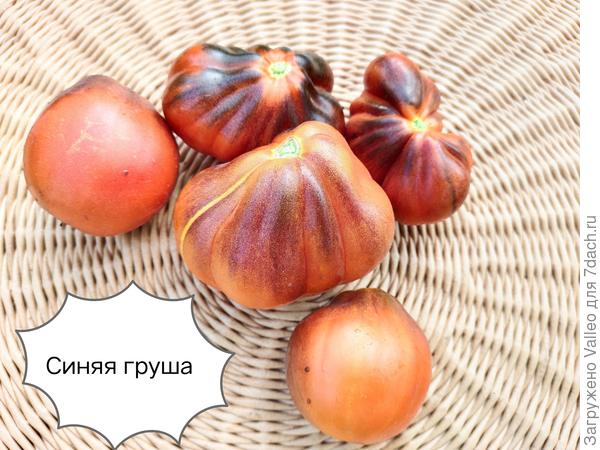 Мой любимчик на протяжении многих лет