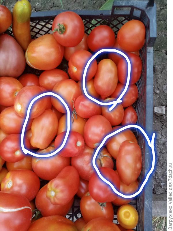 Французский гроздевой выделила кружочками)