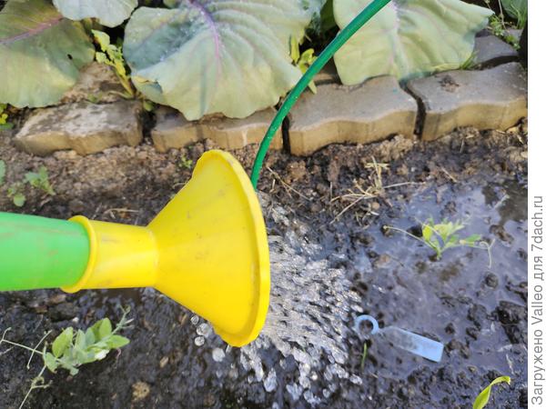 Подкормила