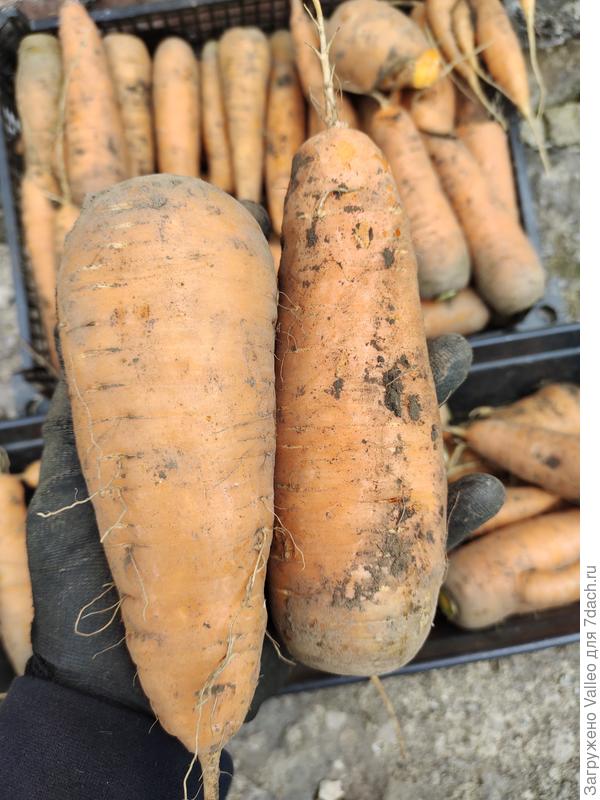 Морковь шикарна!