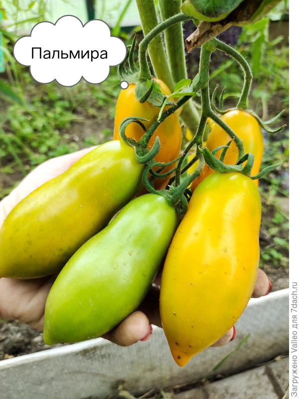 Пальмира