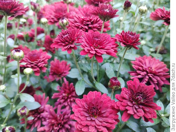 С днём рождения 💐