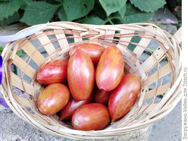 Розовый тигр