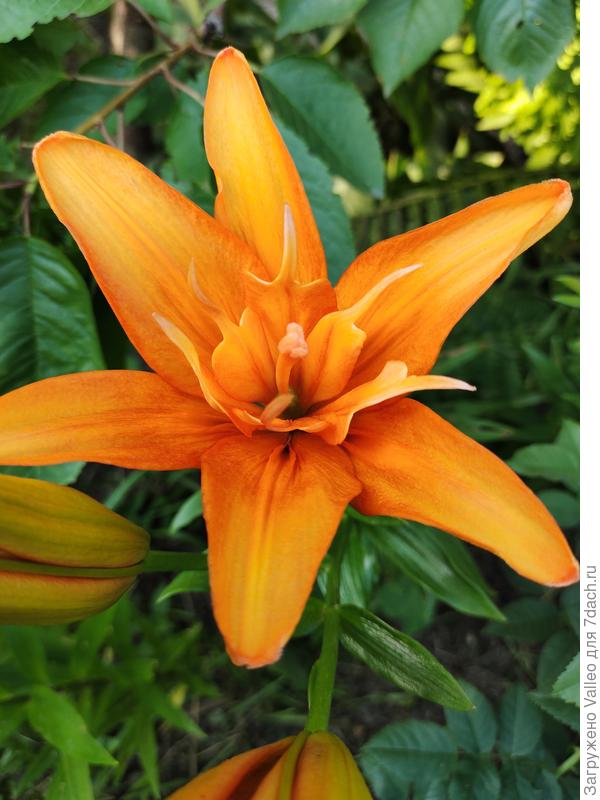 Не помню, что я такую сажала)