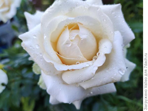 После дождя💦