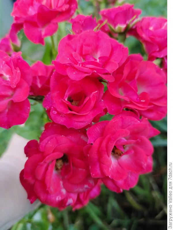 Моя любимица)