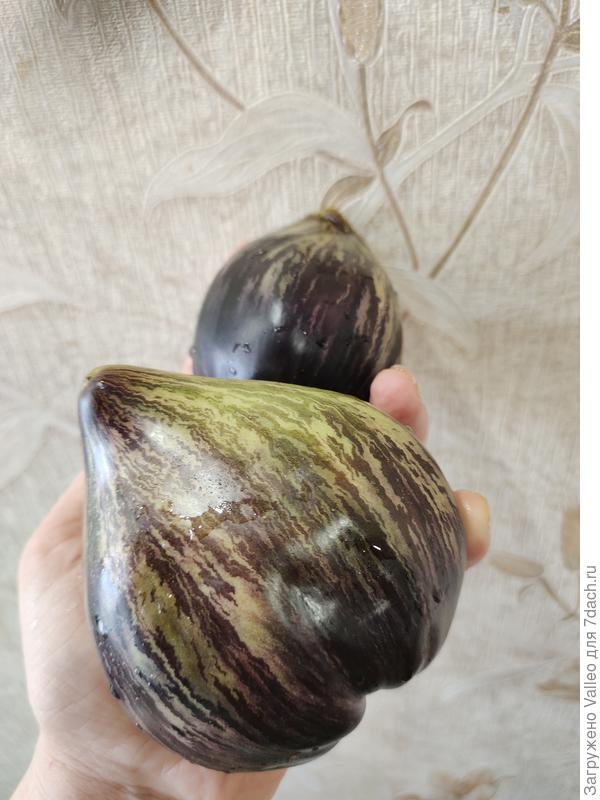 Изумрудная парча. Необычный зеленоплодный томат. Сладкий, как я люблю)