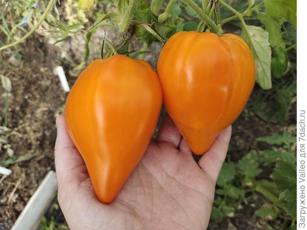 Сердце Любы. Подмерз, но четыре помидорки подарил)