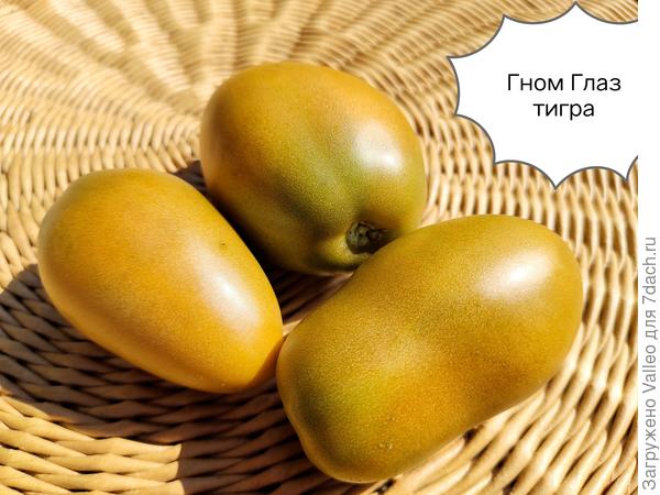 Плодоносил до самой уборки кустов.