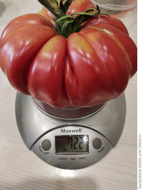 Португальский монстр Майкл