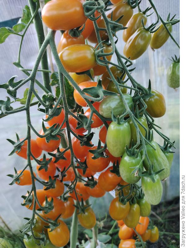 Оранжевый фонтан