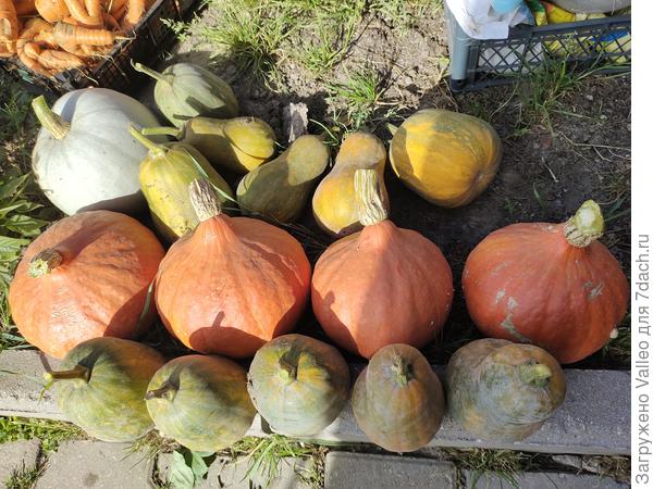 И фонарики ещё) такой урожай у меня впервые. Но я хочу крупную ребристую. В следующем году буду пытаться вырастить 🤞