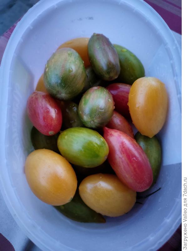 Мои любимчики