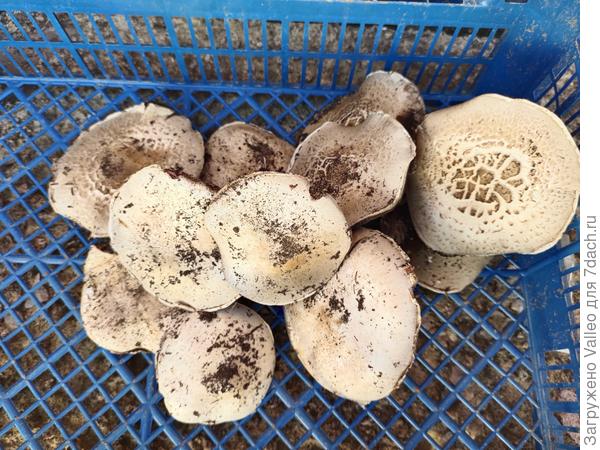 Три таких порции за сезон собрала)))