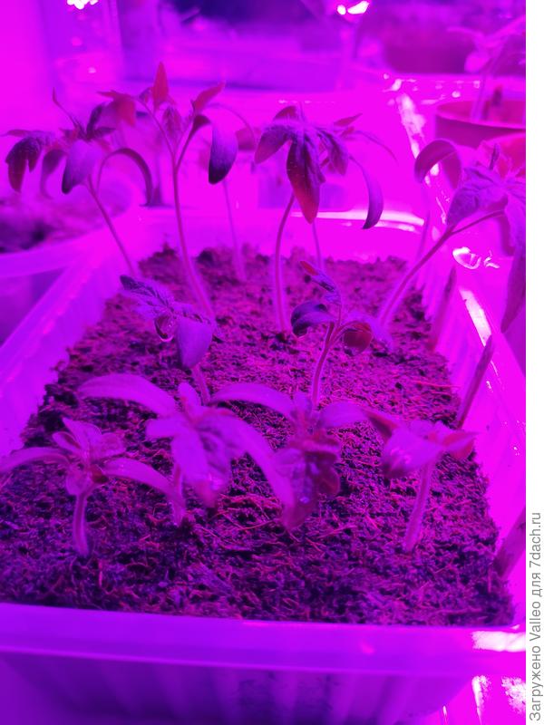 Под лампами загорают)