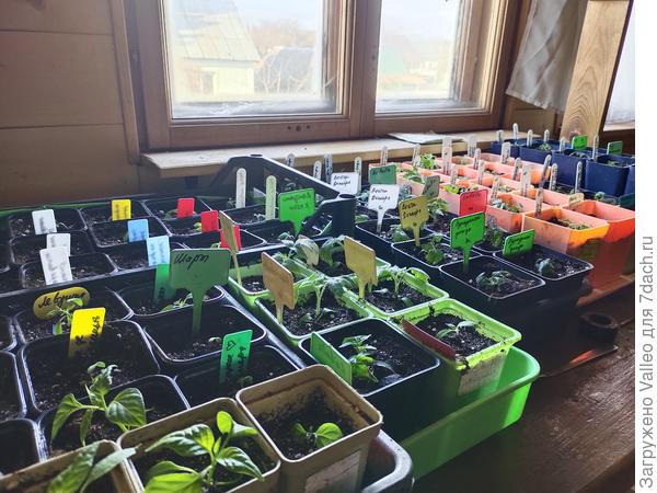 Пока расположила растюхи на втором этаже в доме. Там не жарко. Вечером и рано утром растюхи находятся под лампами.