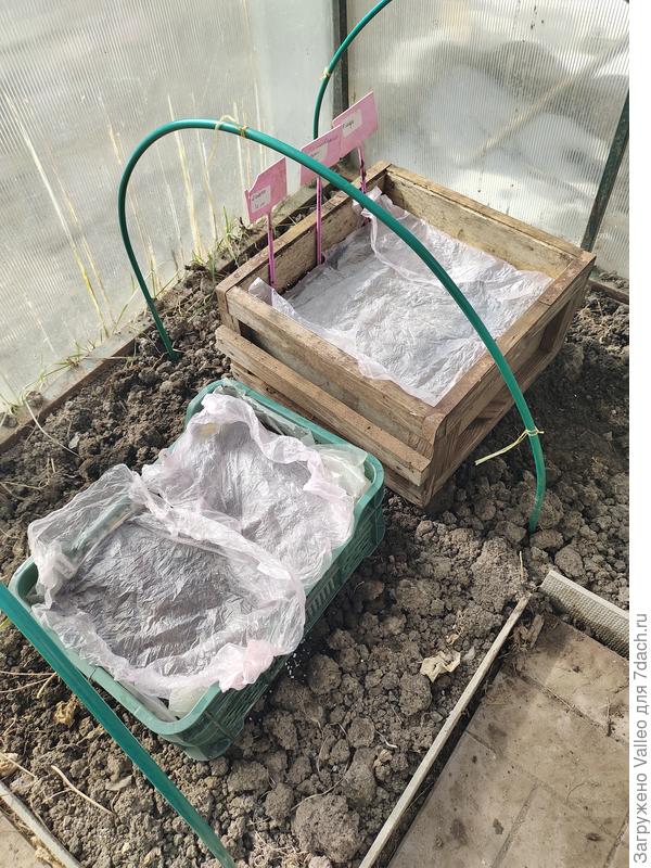 Вот в такие ящики посеяла