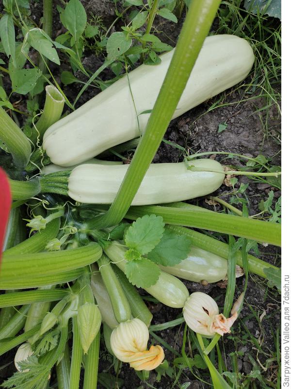 Это семена из Венгрии) от Светы🤗