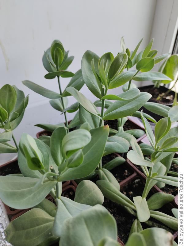 Эустомки набирают силу