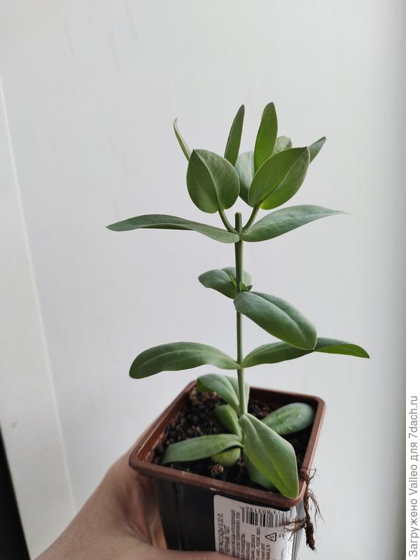 Вот, поближе