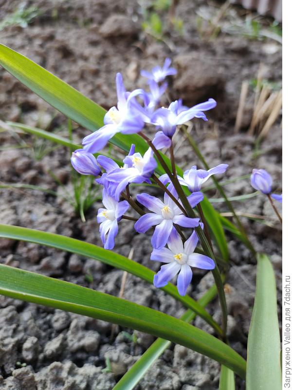 Самые первые