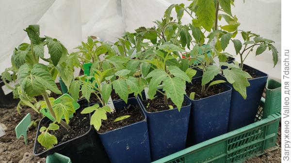 Мои томаты на сегодняшний день. Живут в теплице, под дугами пока, вместе с остальной рассадой.