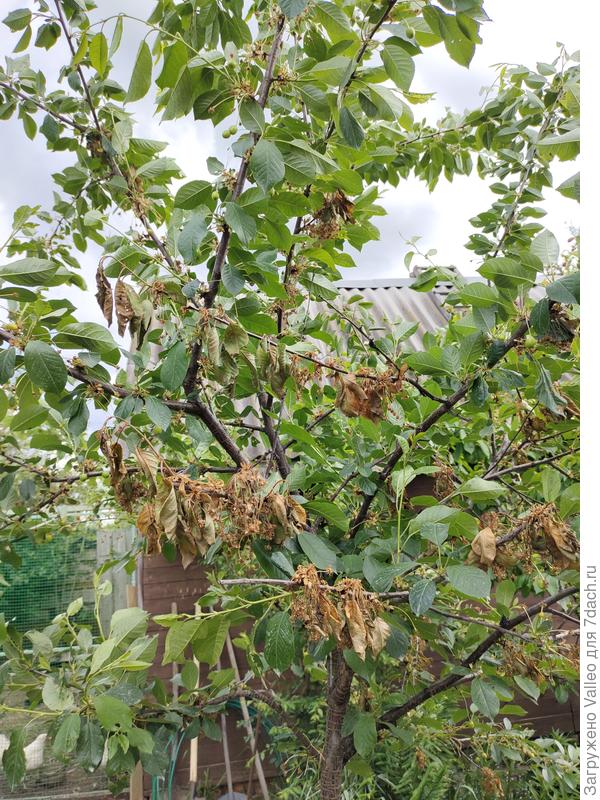 Эта постарше.