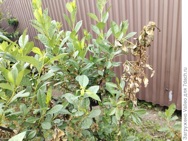 Это молоденькая Бессея