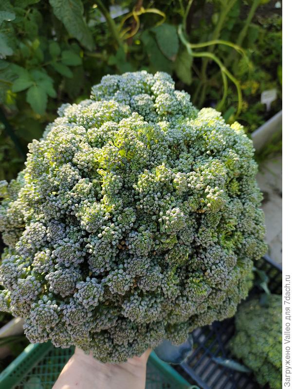 Вот такие у меня выросли брокколи.