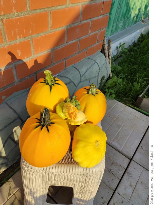 Вот таких шариков у меня большинство, так как их у меня 4 куста🤦🏻‍♀️