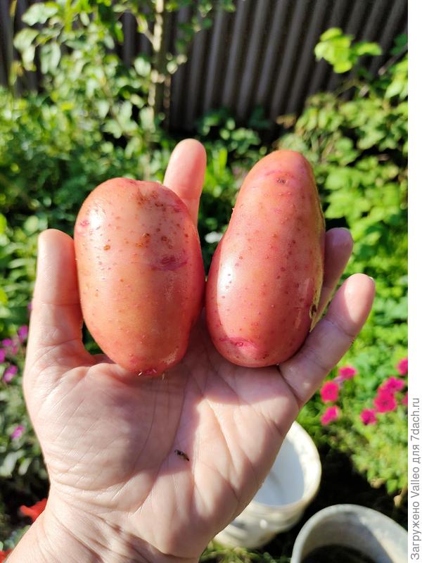 Люблю такой размерчик)