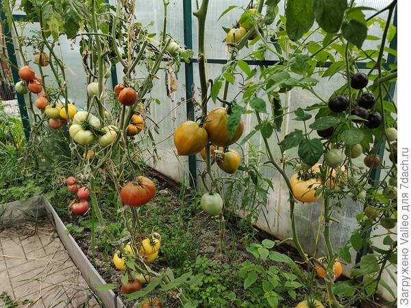 Редко, конечно... Но мне хватило, чтобы определить новых любимчиков