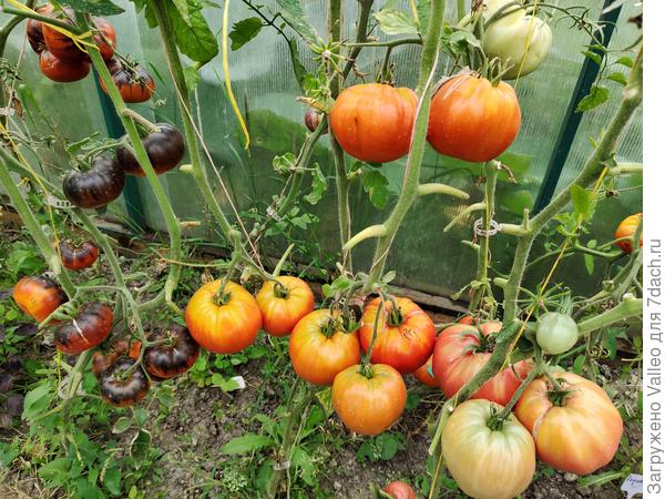 Вот такими гроздьями первых кистей одарили меня томаты)