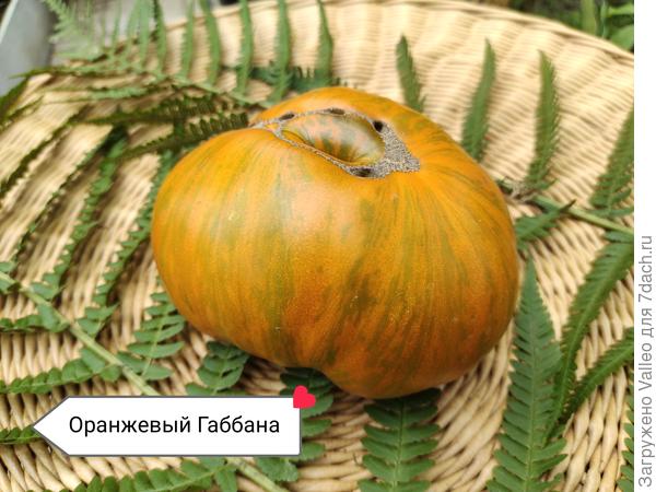 Вот ещё новинка этого сезона. Но уж очень он мне напоминает Казула 179🤔