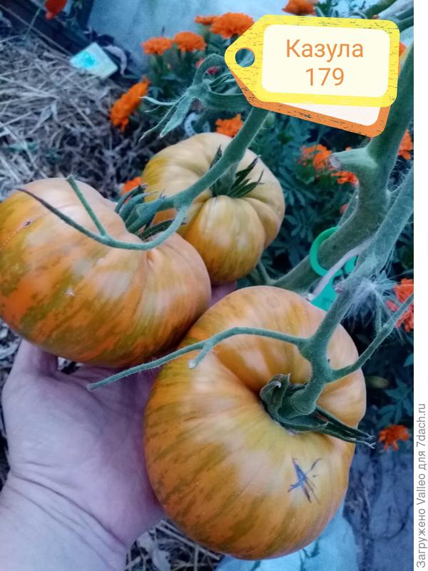 Вот, Казула