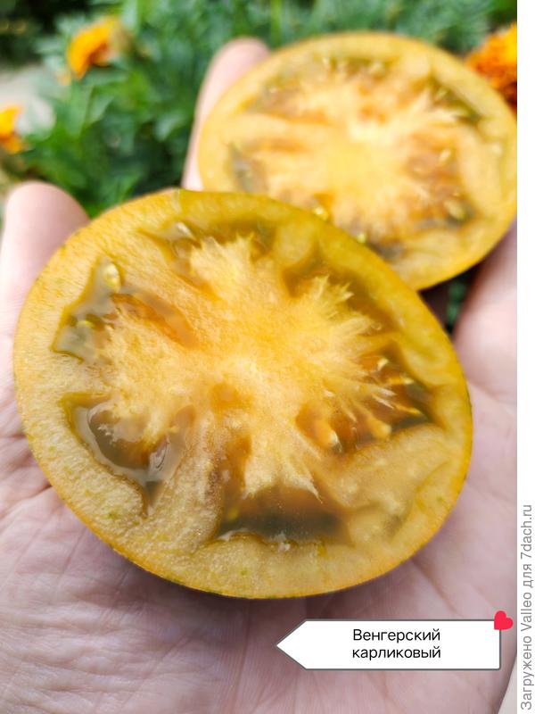 А шкурка в зелёную полосочку) урожайный и вкусный. Правда, гусеницы и слизни в прошлом году осознали это раньше меня... Мне досталась небольшая часть урожая...