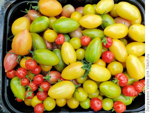 Калейдоскоп томатный