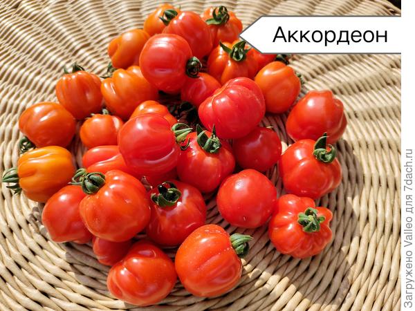 Черри Аккордеон