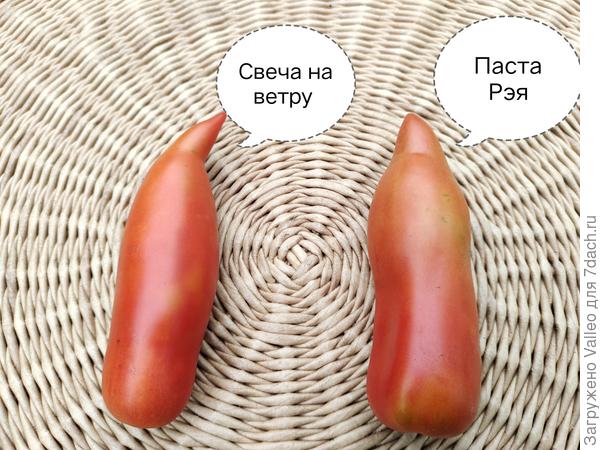 Два разных по названию сорта