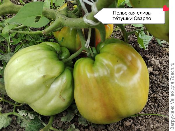 Просто килограммовые гири!!!