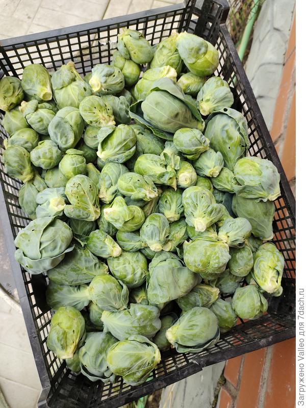 Блюссельская