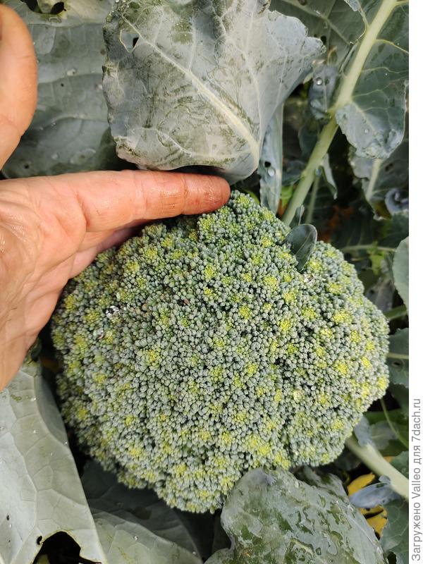 Грин Мэджик